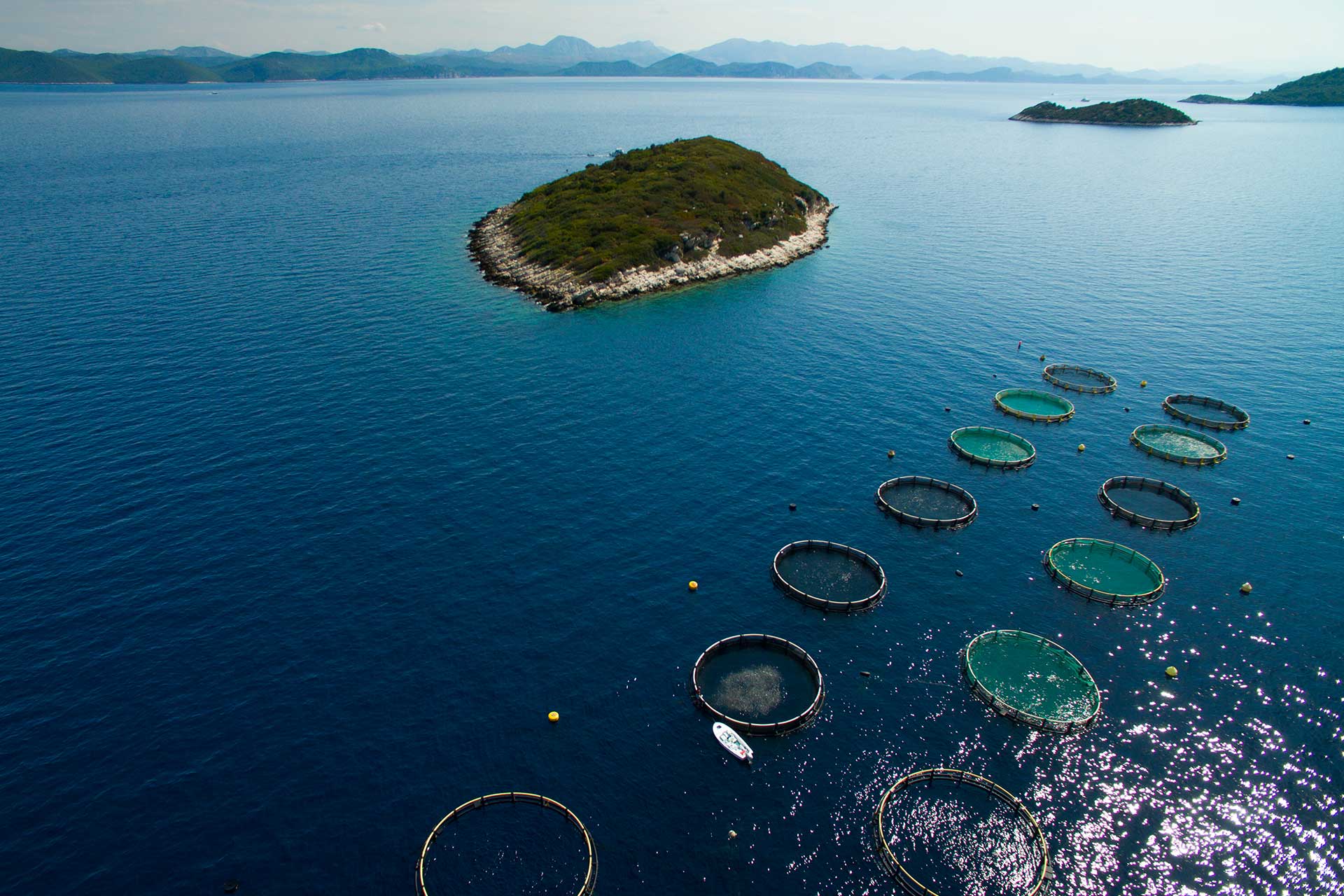 Riba Mljet Fisheries - nets floating on the open sea
