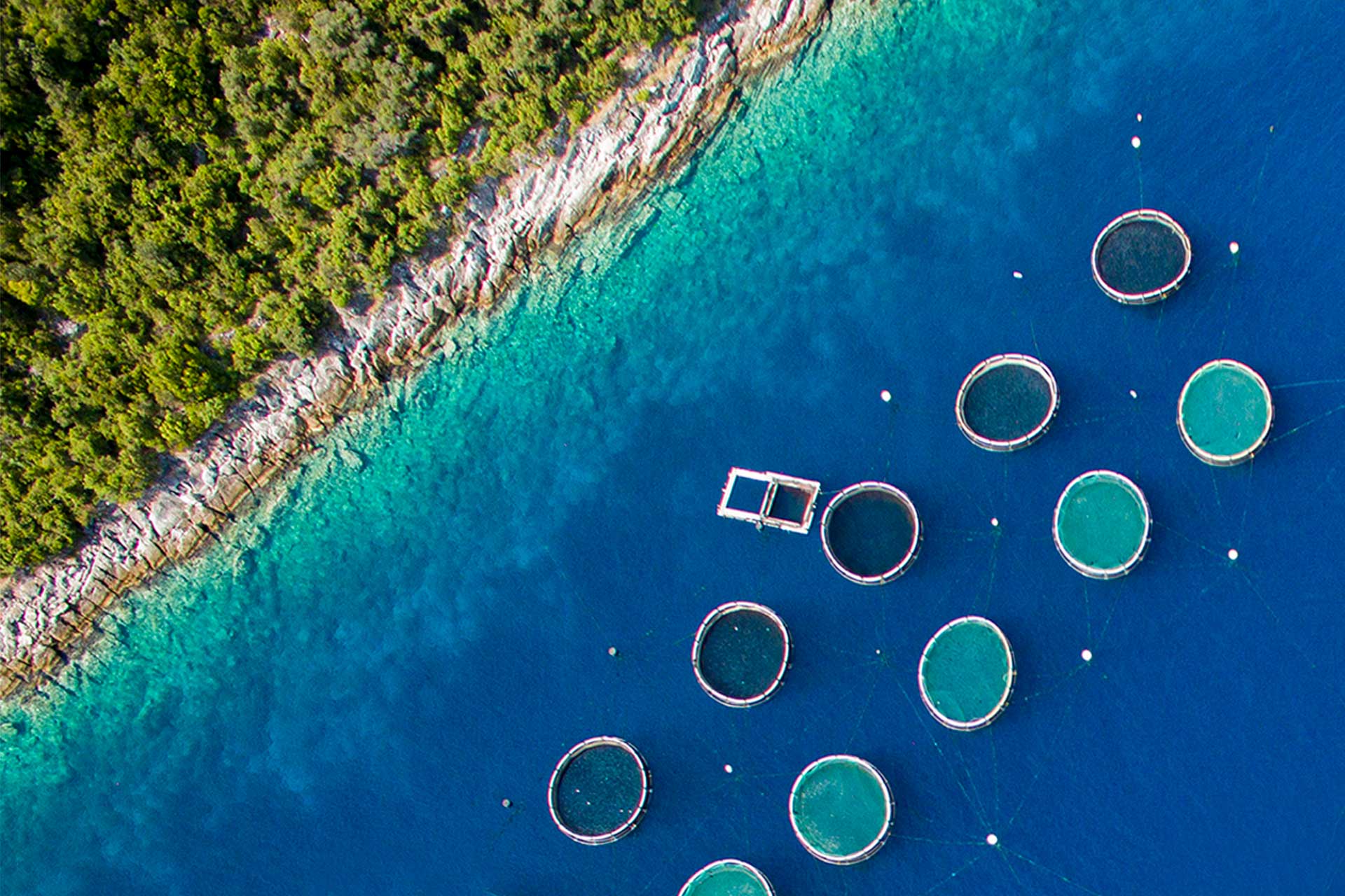 Riba Mljet nets in the clear waters of Adriatica