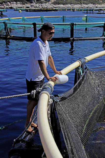 Dino Toth - feeder in Riba Mljet